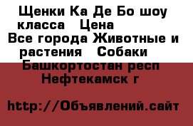 Щенки Ка Де Бо шоу класса › Цена ­ 60 000 - Все города Животные и растения » Собаки   . Башкортостан респ.,Нефтекамск г.